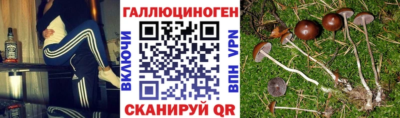 купить наркотики сайты  мега tor  Галлюциногенные грибы Cubensis  Советский 
