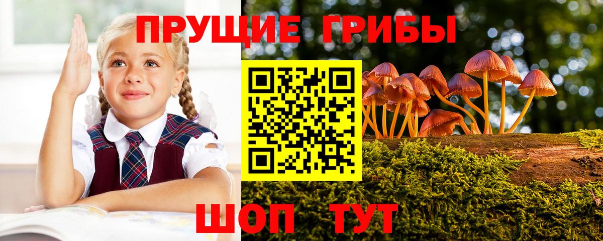 Псилоцибиновые грибы Psilocybine cubensis Советский